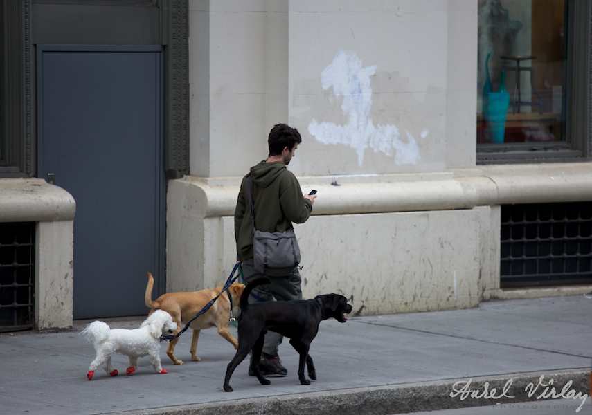 Fotojurnalism strada NY U.S.A. - Barbat plimband cainii.