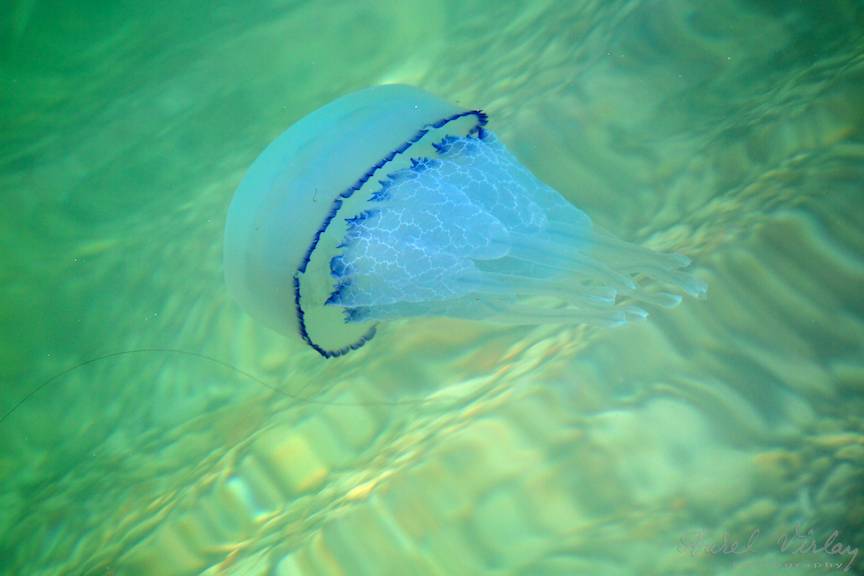 Meduza de Marea Neagra fotografiata cu filtru de polarizare si setari macro.