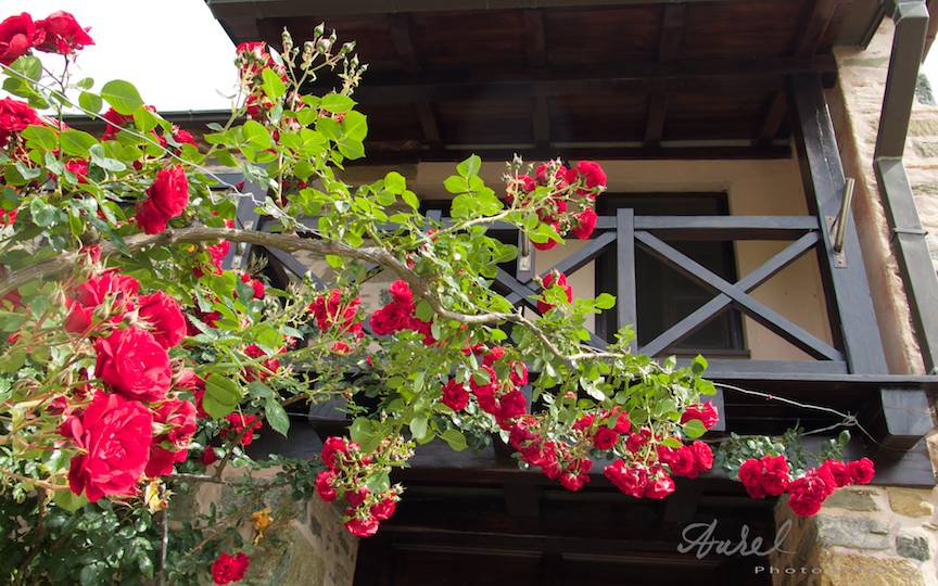 Trandafiri imensi ce se inalta la balcoanele chiliilor calugarilor.