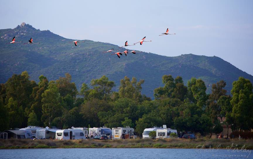 Workshop Fotografie Sardinia Italia Pasari_Flamingo - Foto_Aurel_Virlan Cardul de pasari flamingo deasupra campingului de rulote din Costa Rei.