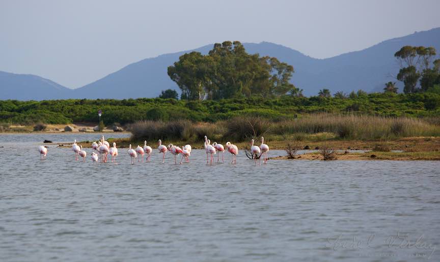 Workshop Fotografie Sardinia Italia Pasari_Flamingo - Foto_Aurel_Virlan Am descoperit o lume mirifica cu vegetatie si fauna aparte.
