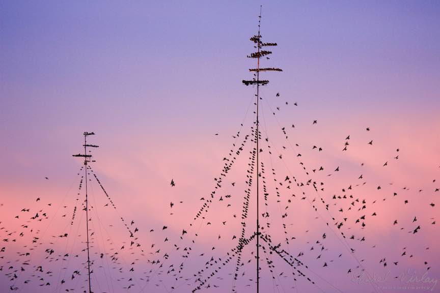 Fotografie cu pasari pe antene sub cerul siclam.