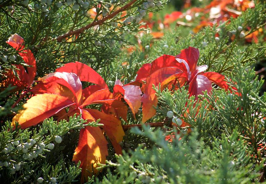 Toamna-Frunze-galbene-ruginii_Autumn-leaves_Foto_AurelVirlan-Emails11