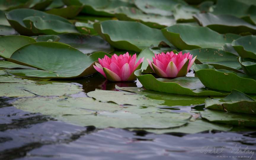 06-flori-roze-nuferi-Lacul-Snagov_Foto-Aurel-Virlan